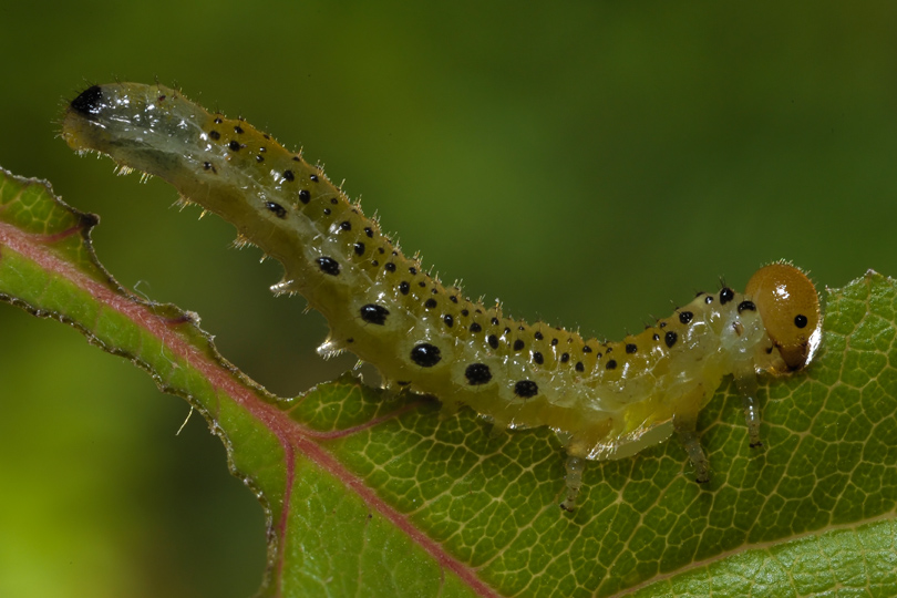 Bruco n 2 - larva cf. Arge ochropus